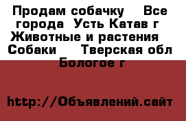 Продам собачку  - Все города, Усть-Катав г. Животные и растения » Собаки   . Тверская обл.,Бологое г.